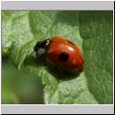 Adalia bipunctata - Zweipunkt 01.jpg